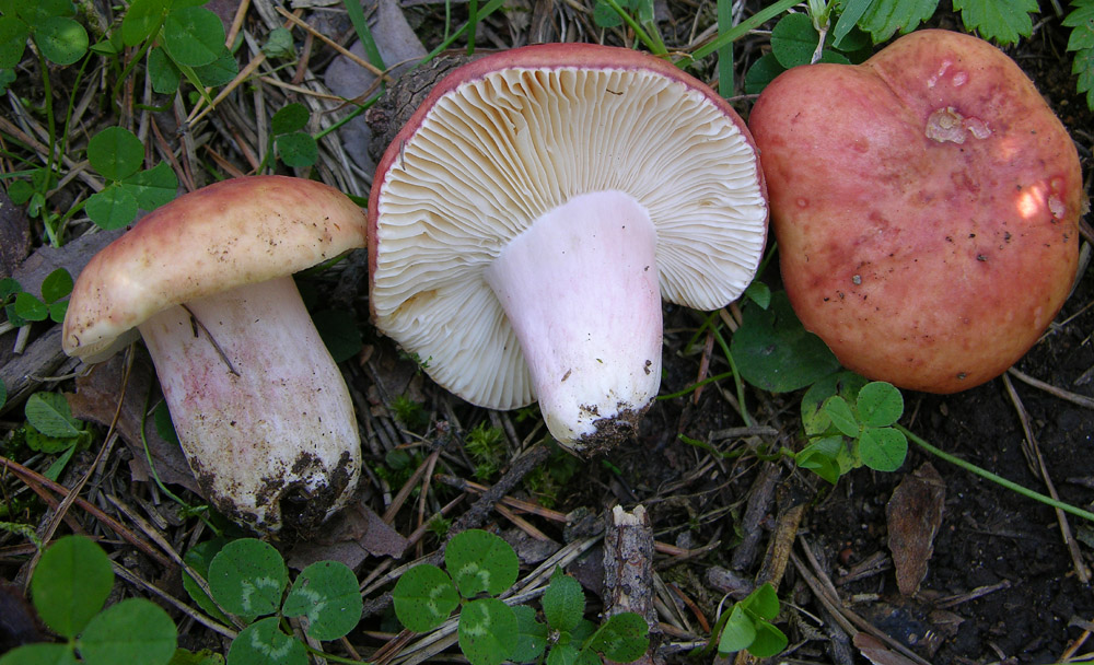 Russula di pino silvestre(2)